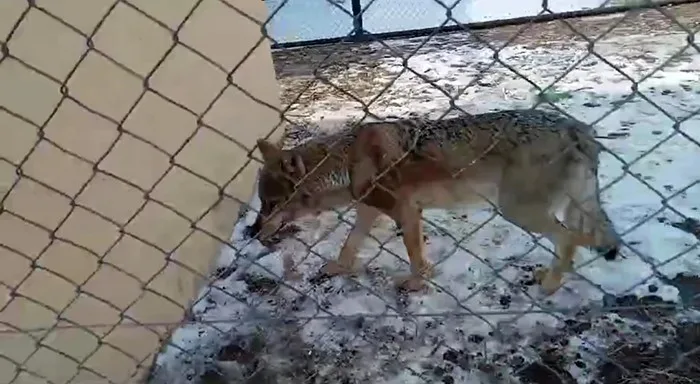 Bitlis’te vatandaşlar tarafından yaralı halde bulunan kurt, tedavi edildiği Van’da