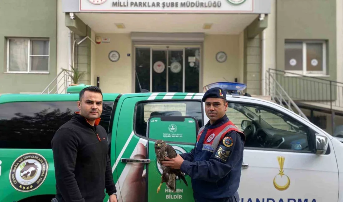 Aydın’ın Germencik ilçesinde jandarma ekiplerince teslim alınarak, tedavisinin yapılması için